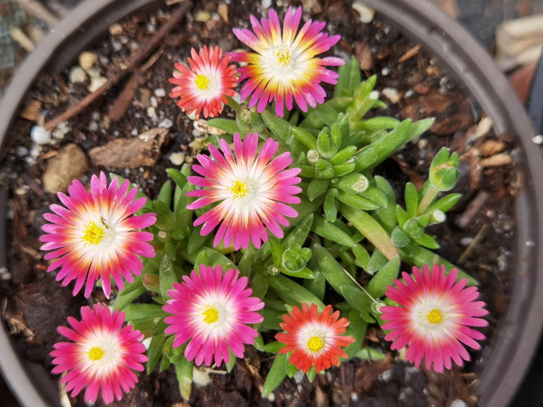 Delosperma cultivars & hybrides
